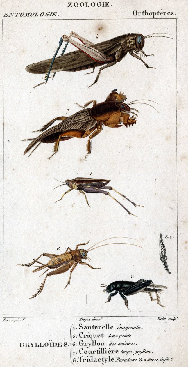 Tablica historii naturalnej. Entomologia. Rodzina ortopterów. Grylloides: 4. Emigrujący konik polny; 5. Konik polny dwa punkty; 6. Gryllon z kuchni; 7. Rosół z kretów Gryllon; 8. Paradoks tridaktylowy; 8a. dolny stęp. autorstwa Unknown artist