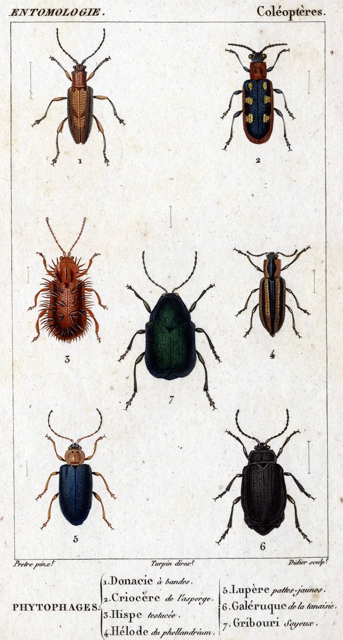 Tablica historii naturalnej. Entomologia. Rodzina Coleopterów. Fitofagi: 1. Donacja prążkowana; 2.Kriocere szparagowe; 3. Testowany na hisp; 4. Helode Phellandrium; 5. Lupere żółte nogi; 6. Galeria wrotyczu; 7. Jedwabiste bazgroły. autorstwa Unknown artist