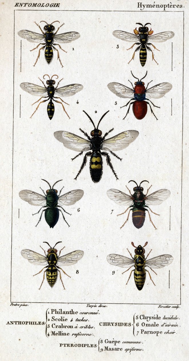 Tablica historii naturalnej. Entomologia. Rodzina błonkoskrzydłych. Antofile: 1. Korona filanty; 2. Scoile 4 miejsca; 3. Kraron przesiewowy; 4 Ruficorn Melline. Chryside: 5. Lucidulous Chryside; 6. Omalum mózgu; 7. Miąższ Parnope. Pterodyple: 8. wspólny ob autorstwa Unknown artist