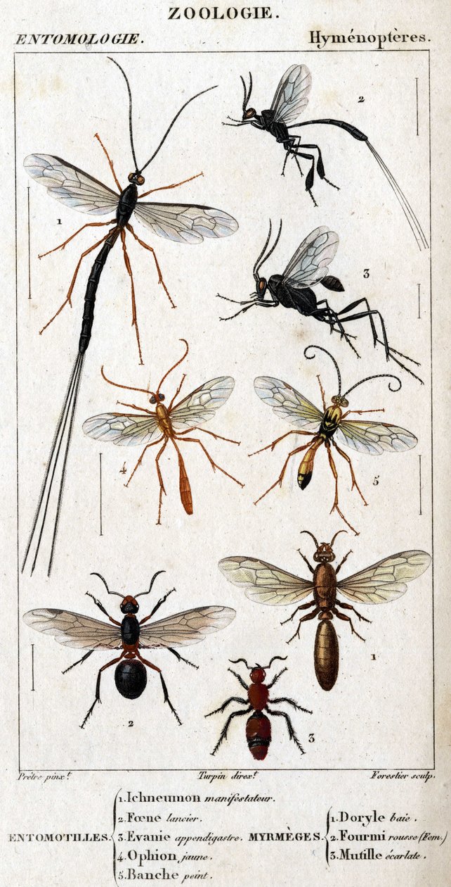 Tablica historii naturalnej. Entomologia. Rodzina błonkoskrzydłych. Entomotilles: 1. Protestujący Inchneumon; 2. lansjer Foene; 3. Evanie wyrostek robaczkowy; 4. Żółta ophion; 5. Malowane na biało. Myrmeges: 1. Zatoka Doryle; 2. Zapewnione rude (Kobieta) 3 autorstwa Unknown artist