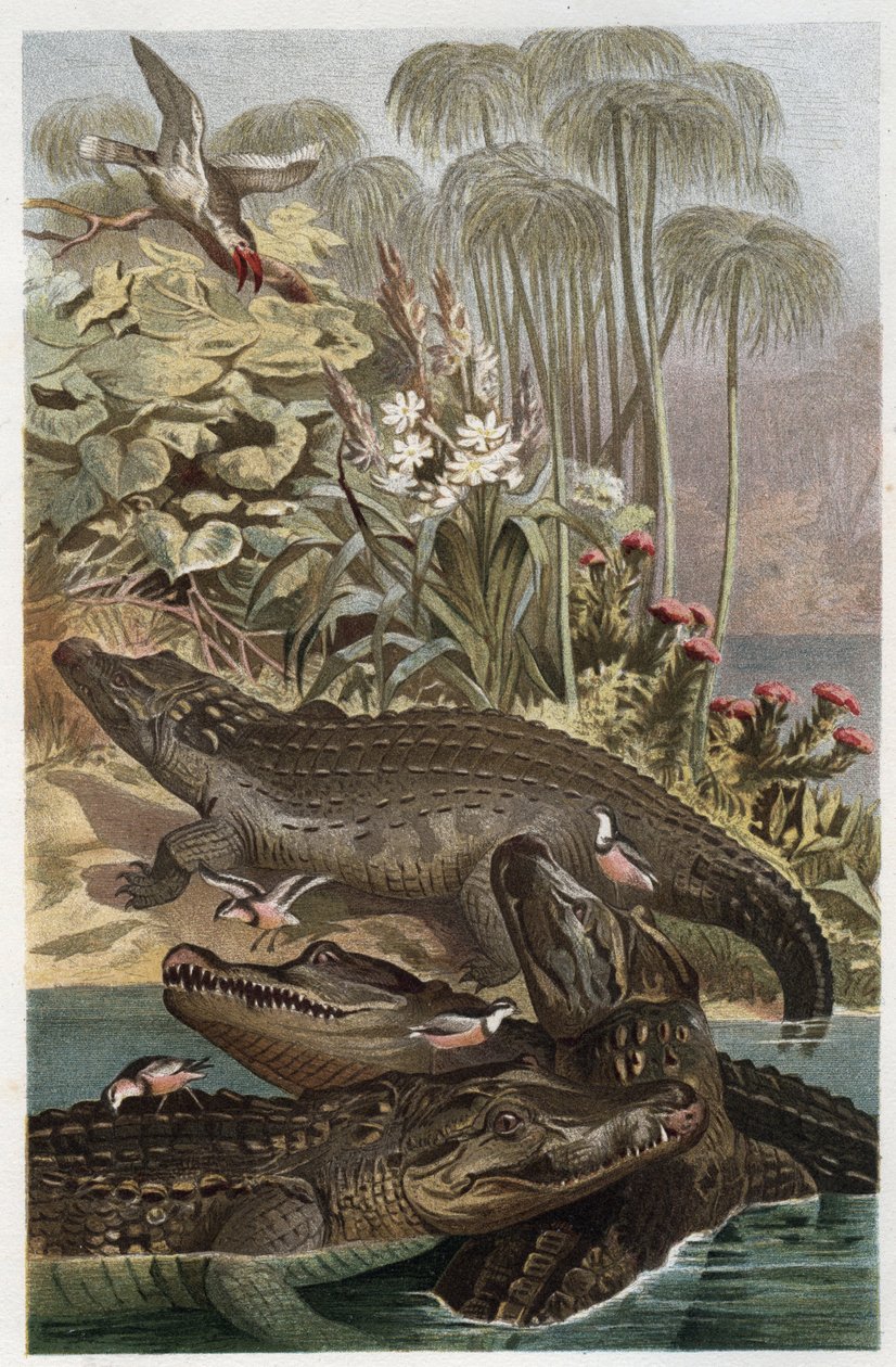 Krokodyl nilowy - Krokodyl nilowy (Crocodylus niloticus) - grawer z „„Życie zwierząt Brehma”” autorstwa Alfreda Edmunda Brehma (1829-1884) autorstwa Unknown artist
