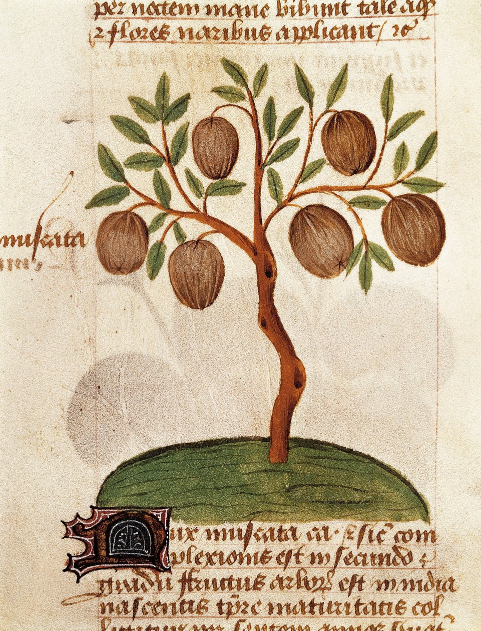 Gałka muszkatołowa, Opis roślin leczniczych i sposób ich przygotowania. Strona z rękopisu „Traktat o ziołach” (Tractatus de herbis) Pedaniusa Dioscoridesa autorstwa Unknown artist