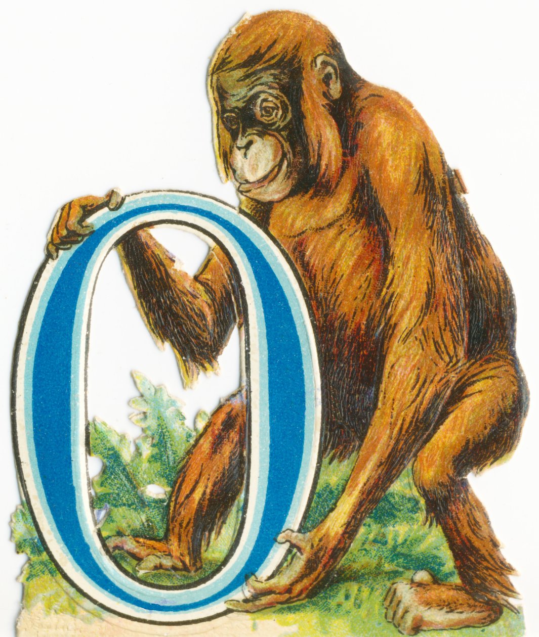 O: orangutan autorstwa Unknown artist