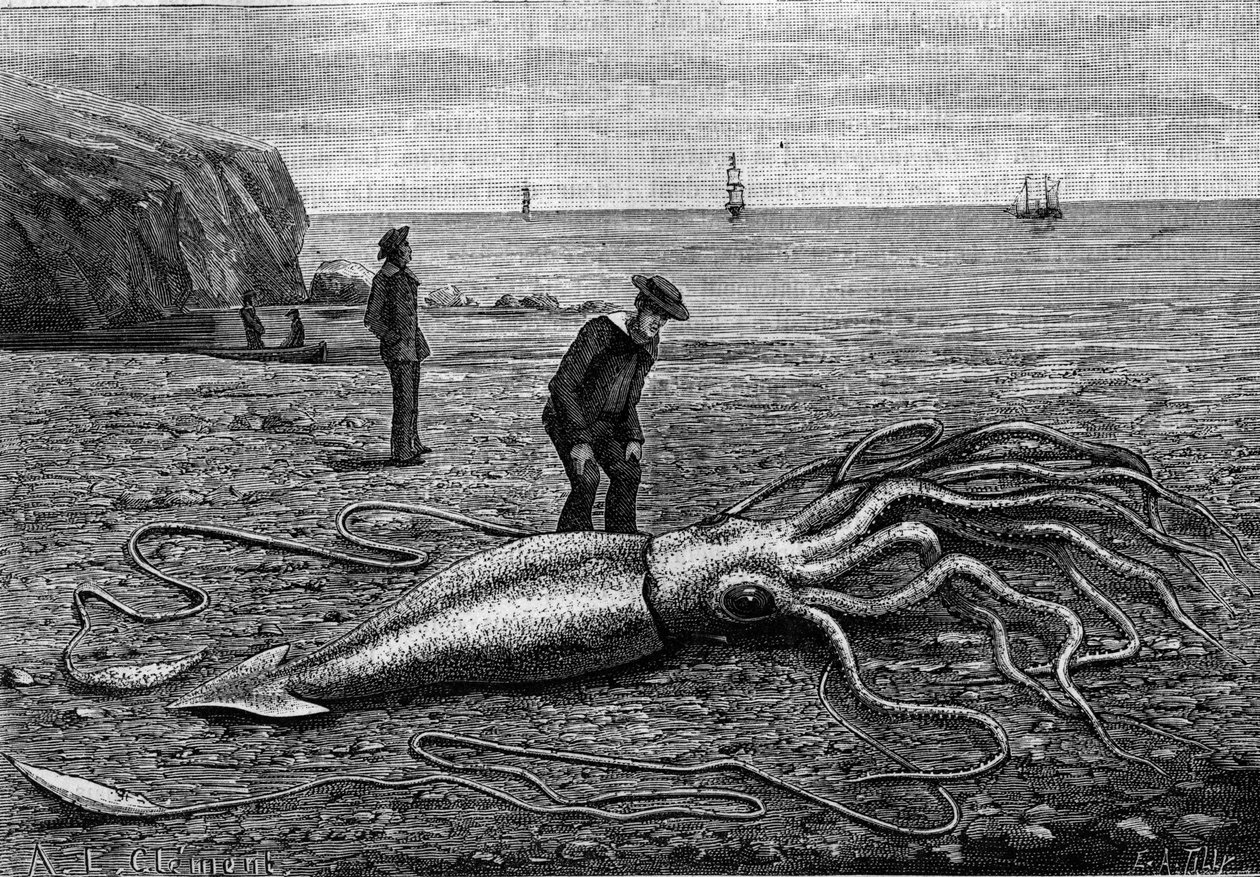 Ośmiornica z wybrzeża Nowej Fundlandii, Nowa Fundlandia: „” Architeuthis princeps””. Grawerowanie w „”Nature: przegląd nauk i ich zastosowań w sztuce i przemyśle”” z 9 czerwca 1883 r. autorstwa Unknown artist