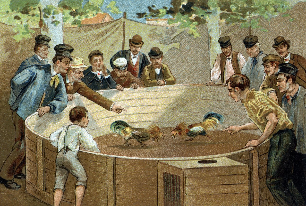 Stary zwyczaj obchodzony w regionie Flandrii: Walki kogutów. Chromolitografia z końca XIX wieku. autorstwa Unknown artist