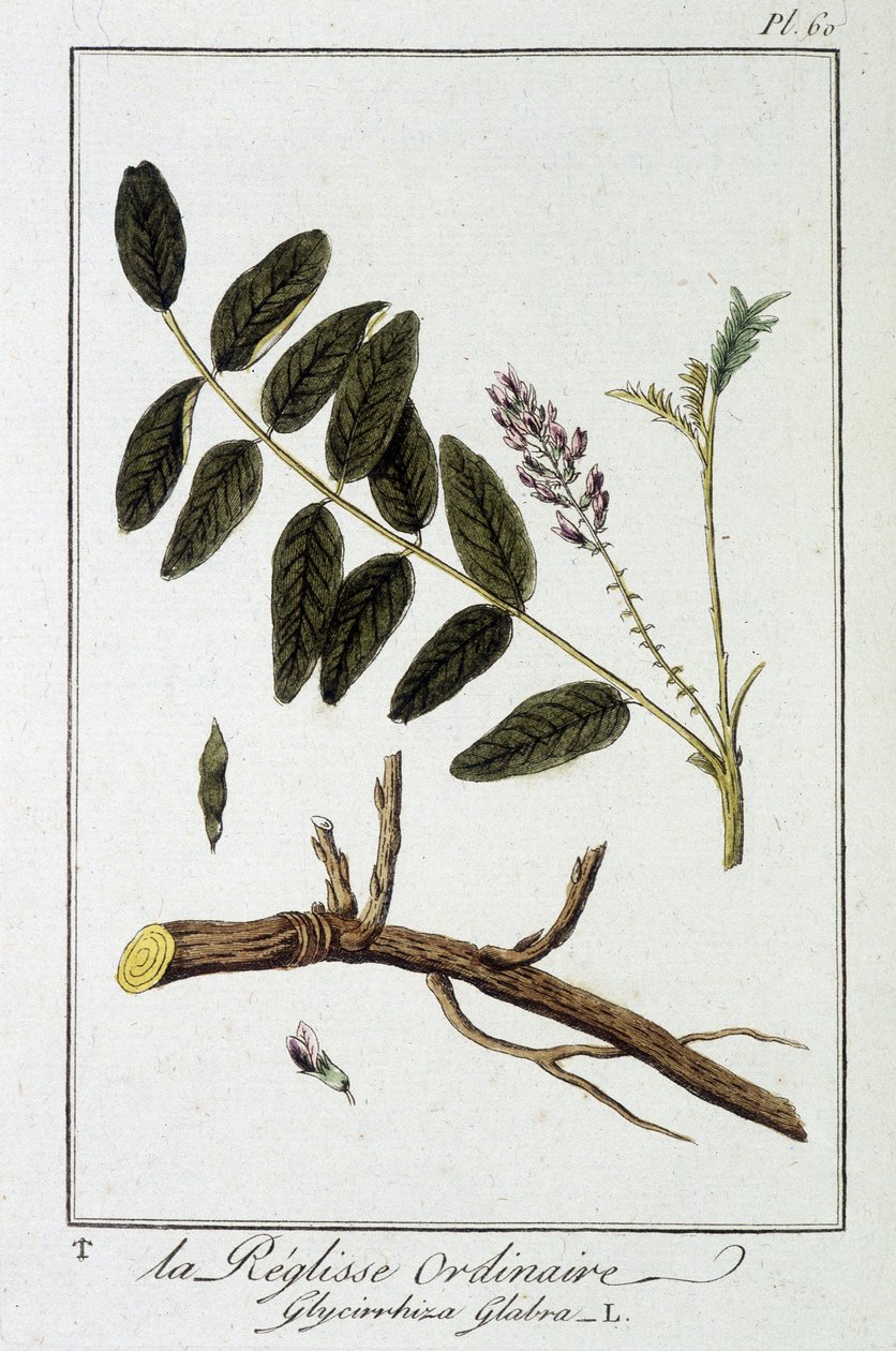 Liquisse zwyczajna (Glycyrrhiza glabra) - w „Ćwiczeniach z botaniki na użytek handlowców”, pod redakcją J.C. Philibert, Imprimerie de Crapelet, Paryż autorstwa Unknown artist