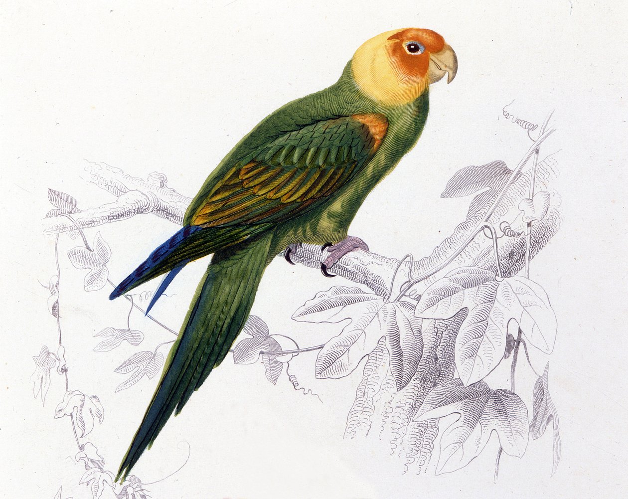 Ornitologia: papuga Karolina. (Psittacus carolinensis) autorstwa Unknown artist