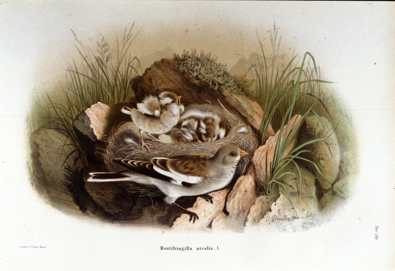 Ornitologia: alpejski niverrolle w pobliżu gniazda młodych. autorstwa Unknown artist