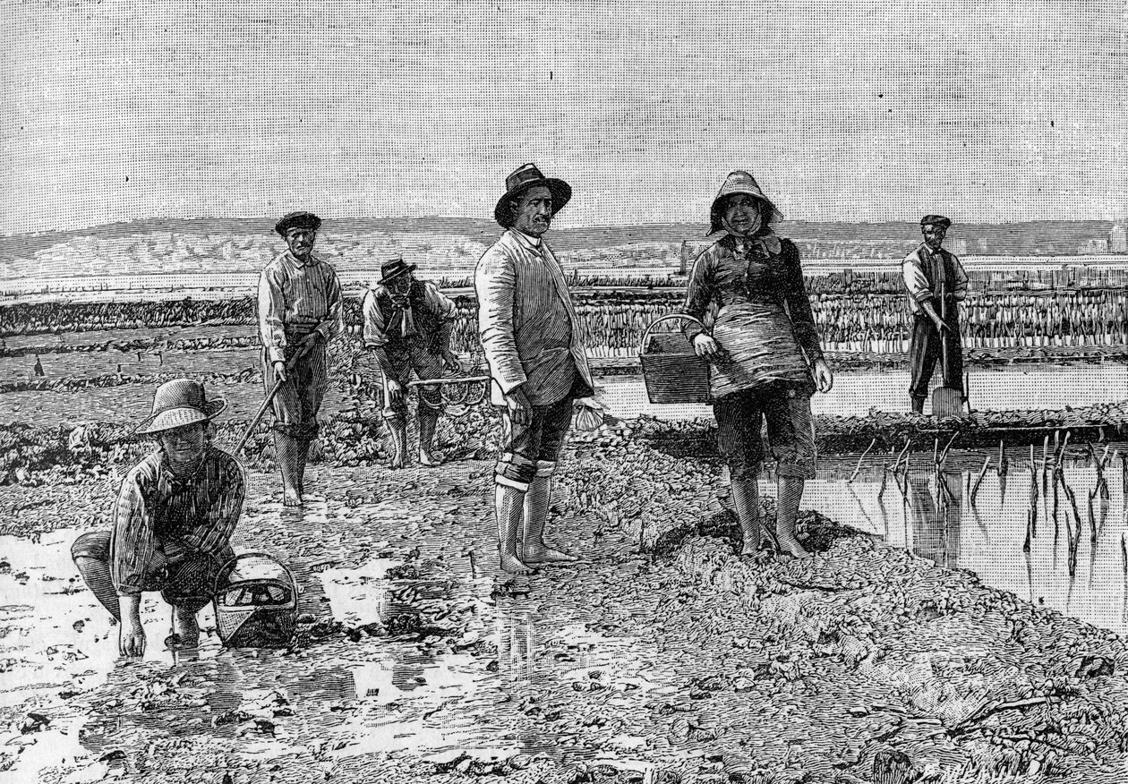 Hodowla ostryg - hodowla ostryg w dorzeczu Arcachon (1894): parkacze ostryg (na zdjęciu). Grawerowanie w „”Nature: przegląd nauk i ich zastosowań w sztuce i przemyśle”” z 23 czerwca 1894 r. autorstwa Unknown artist