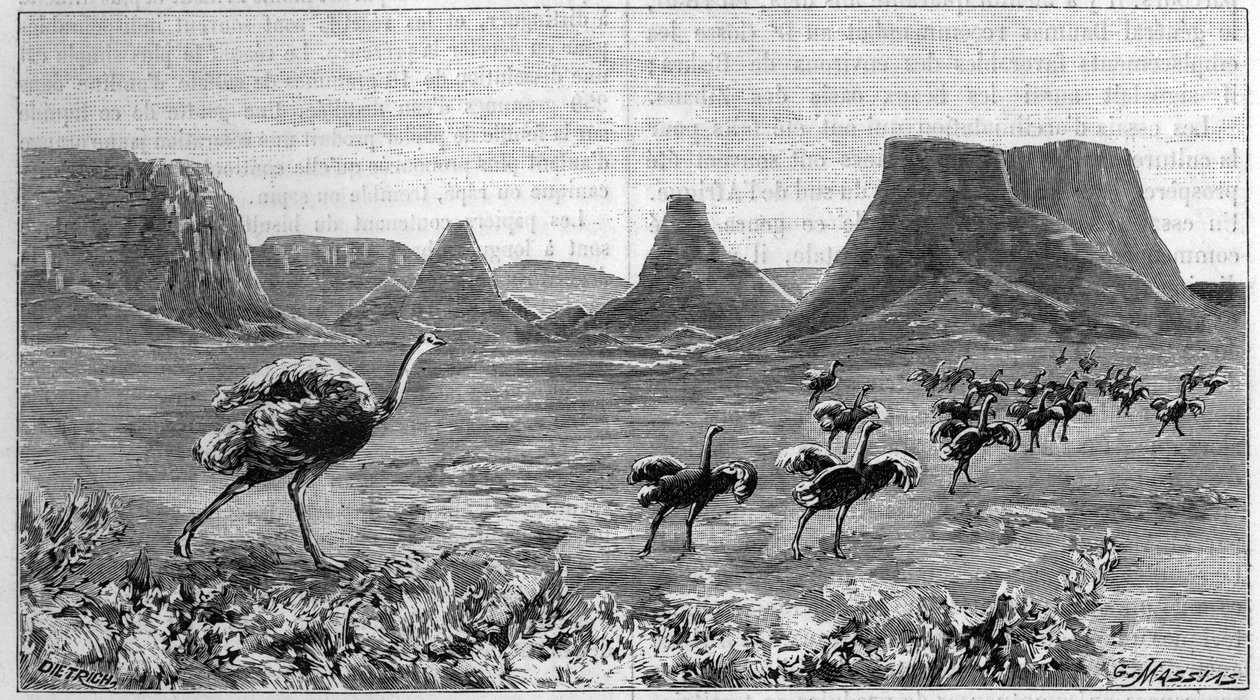 Wolne od strusia w Afryce Południowej. Rycina z 1895 roku na podstawie rysunku Lichtensteina z 1804 roku. autorstwa Unknown artist