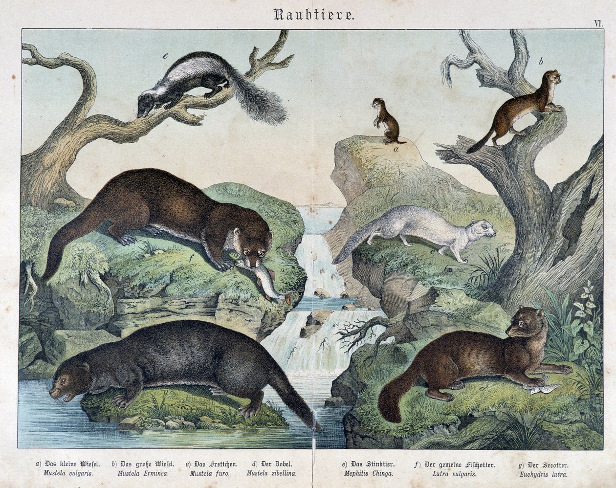 Wydry, fretki, łasice... - w „Naturalne historie ssaków”, wyd. Schreiber autorstwa Unknown artist