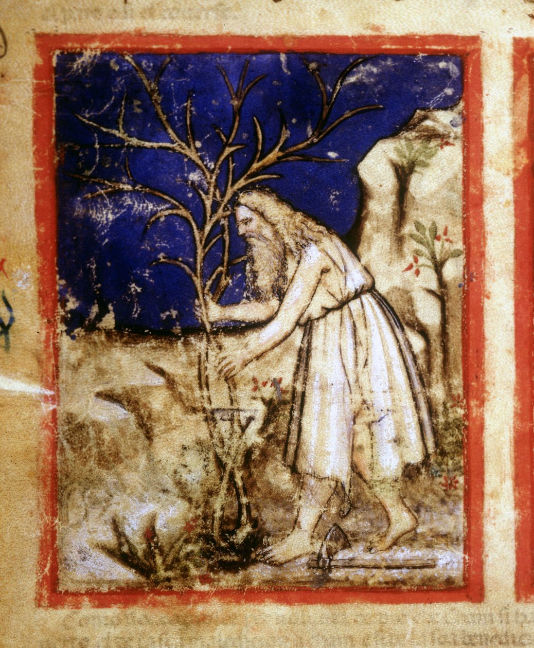 Strona rękopisu biblijnego. Życie roślinne Noego. Miniatury z kodeksu 212 (lub Kodeks Padovano lub Biblia z Padwy) 1390-1400 Rovigo, Accademia dei Concordi autorstwa Unknown artist