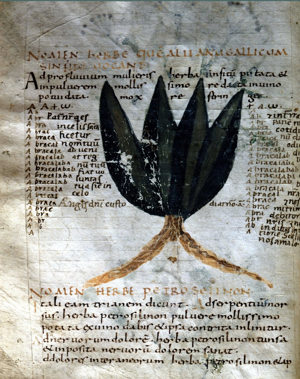 Strona rękopisu Apuleusza (Lucjusza Apulejusza) (ok. 125-ok. 180), "O sile ziół", VIII lub IX wiek. Lucca, Biblioteka Rządowa. autorstwa Unknown artist