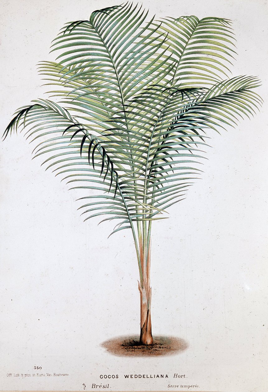 Palm Cocos Weddelliana (Brazylia) - Tablica botaniczna autorstwa Unknown artist