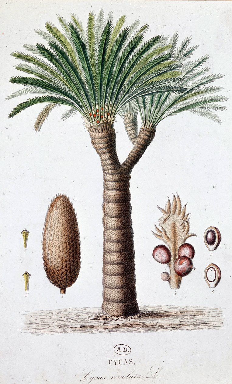 Palm Cycas Revoluta - Deska botaniczna autorstwa Unknown artist