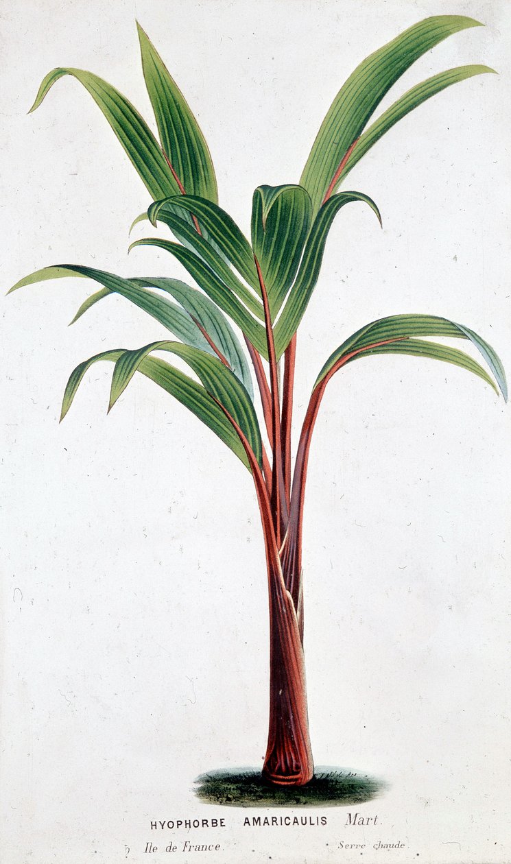 Palm Hyophorbe Amaricaulis (Mauritius) - Tablica botaniczna autorstwa Unknown artist