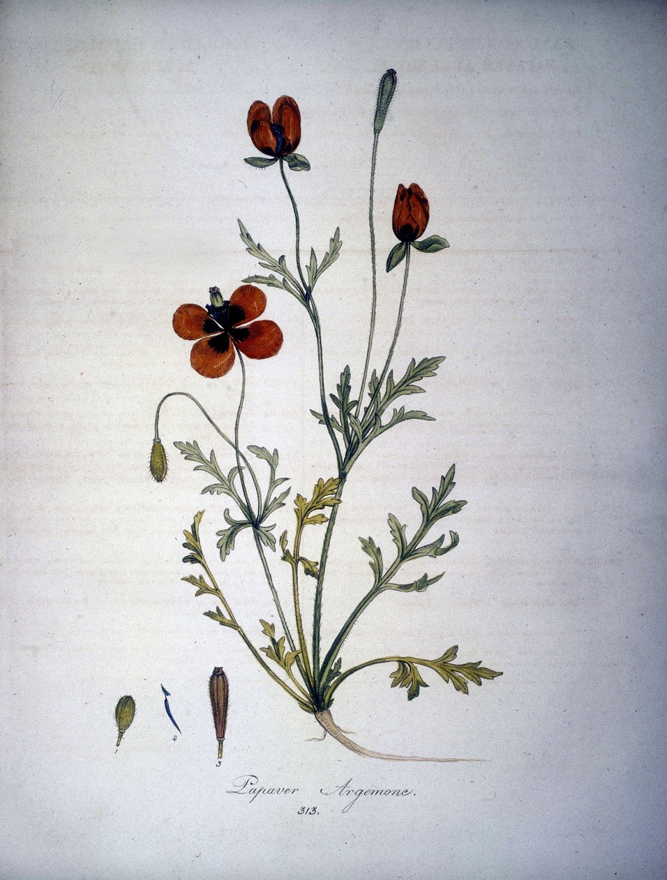 Papaver Argemone (Kwiat i roślina maku argemonowego). Zielnik z XIX wieku. autorstwa Unknown artist