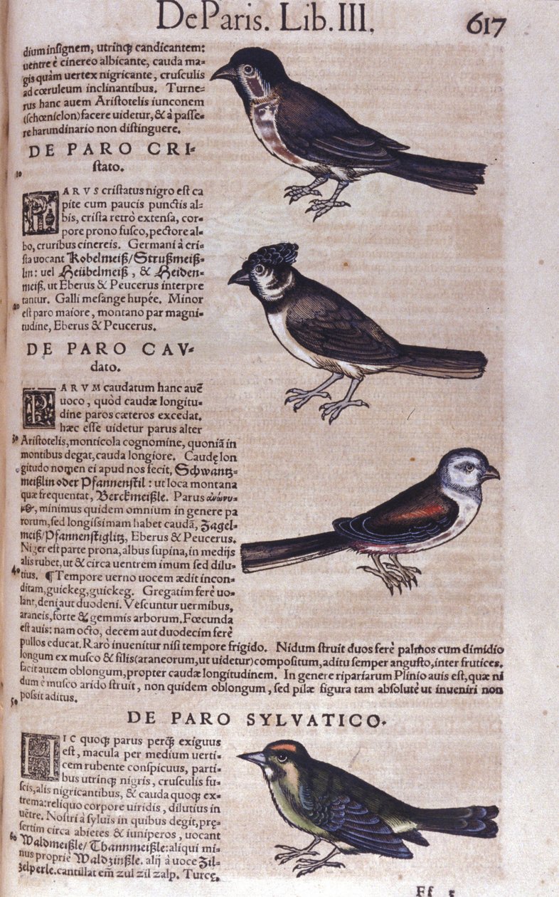 Passereaux in Historia Animalium Conrada Gesnera (1516-1565), Tiguri autorstwa Unknown artist