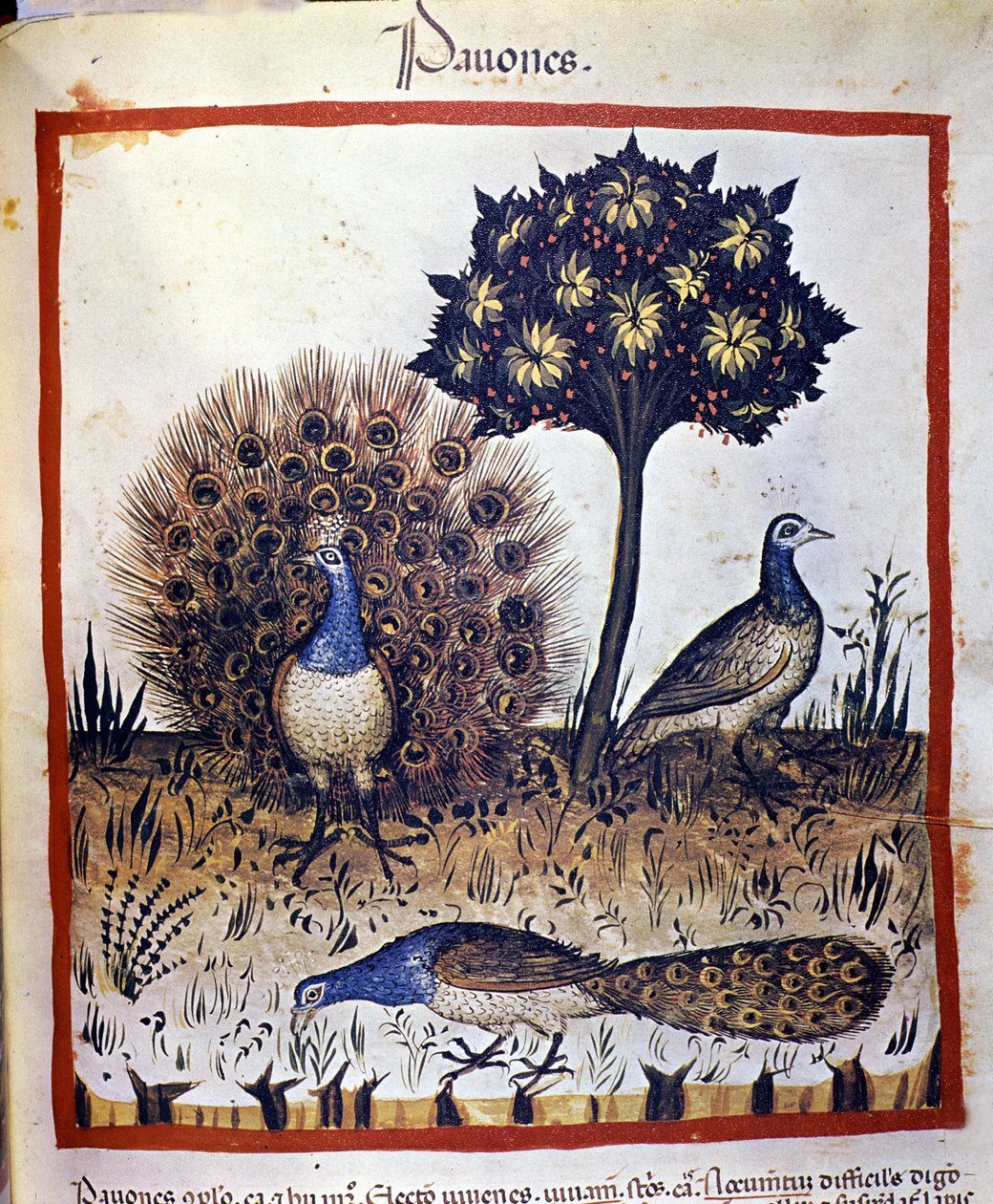 Pawie reprezentowane w „Tacuinum Sanctum” autorstwa Unknown artist