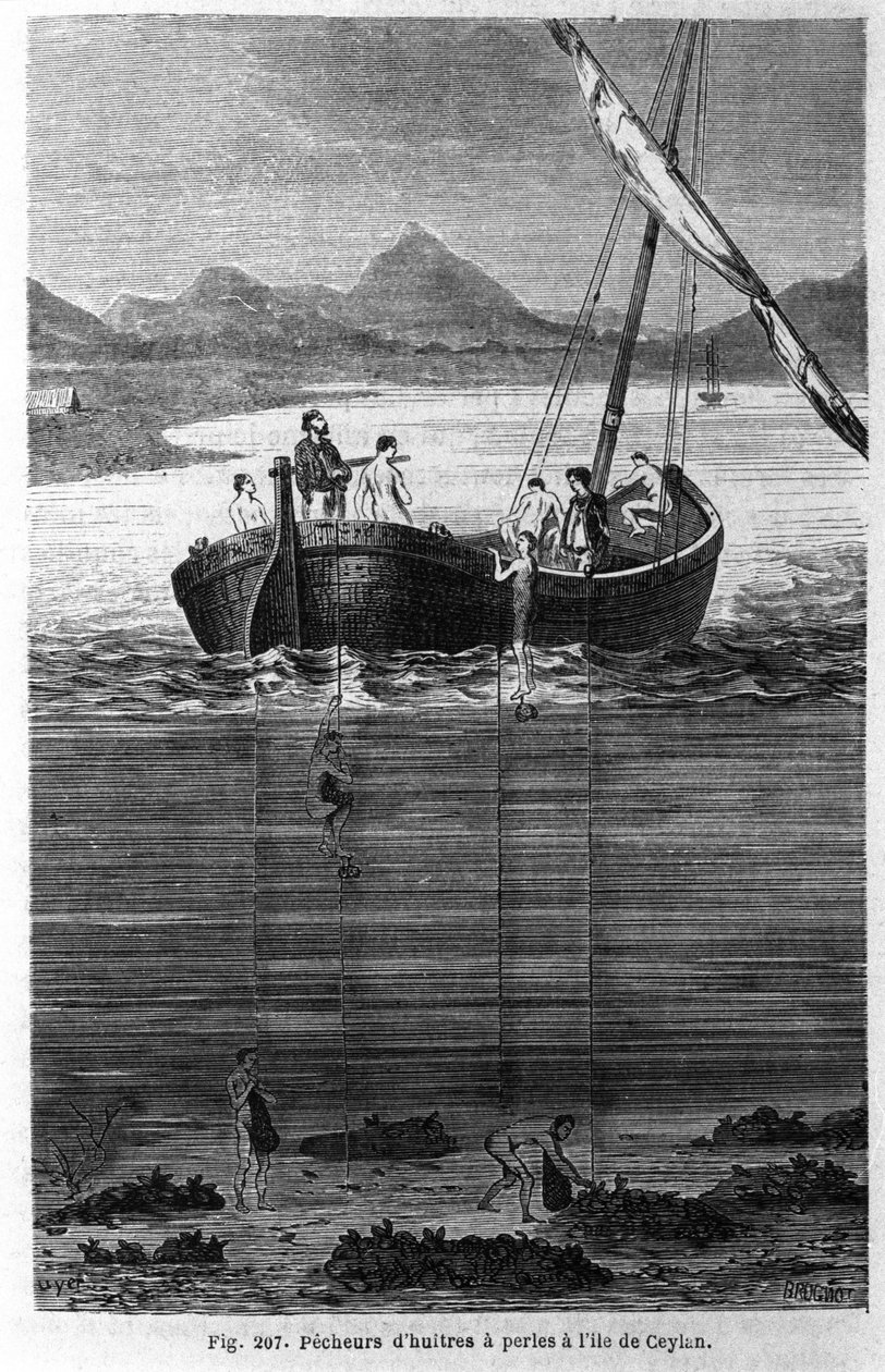 Perłowe brzoskwinie na Cejlonie (dzisiejsza Sri Lanka). autorstwa Unknown artist