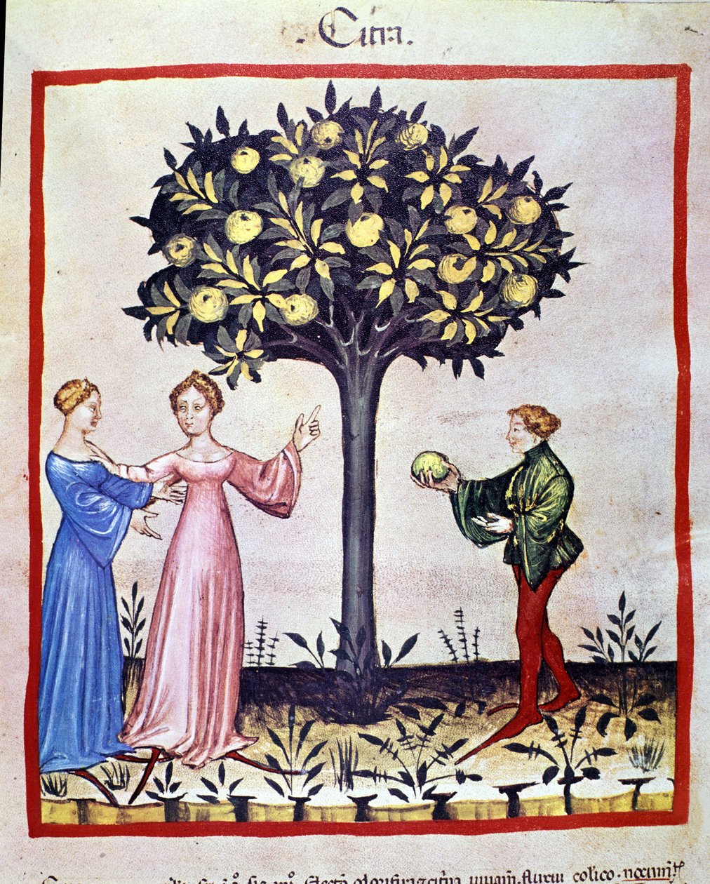 Zbieranie cedrat, owoc cedratiera. Oświetlenie z doju medycyny i dietetyki „”Tacuinum sanitatis”” autorstwa Unknown artist