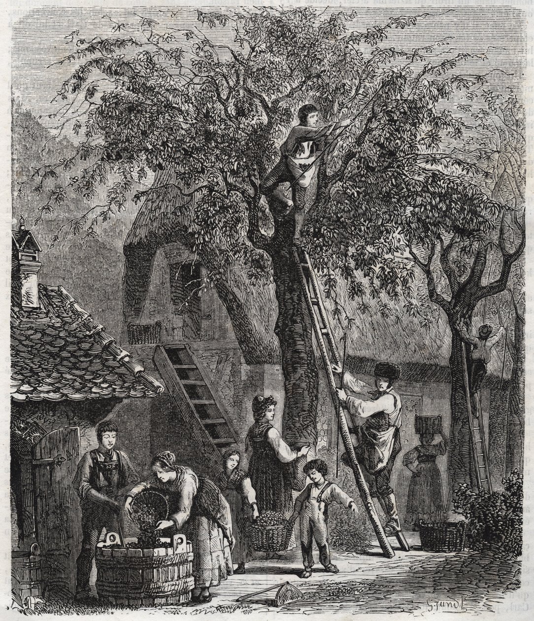 Zbieranie wiśni - Zbieranie wiśni - grawerowanie z 1860 r. - autorstwa Unknown artist