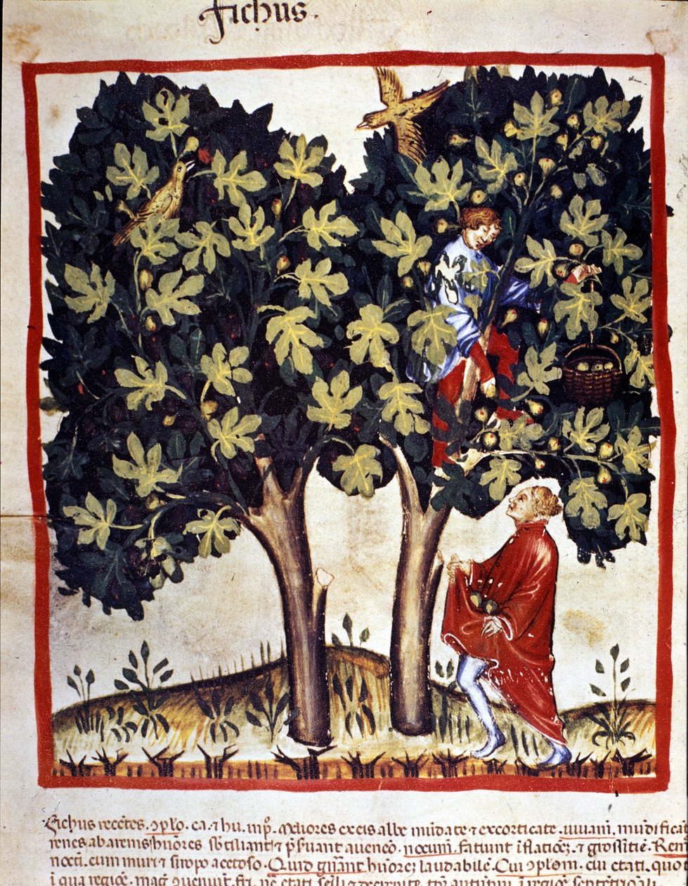Zbieranie fig. Oświetlenie z doju medycyny i dietetyki „”Tacuinum sanitatis”” autorstwa Unknown artist