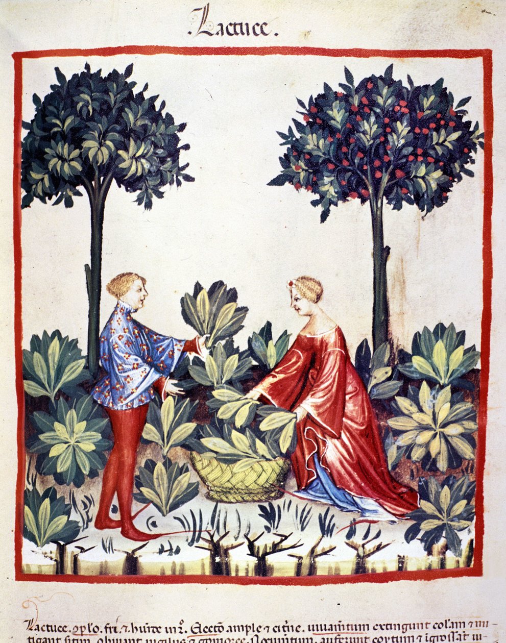 Zbieranie sałaty. Oświetlenie z doju medycyny i dietetyki „”Tacuinum sanitatis”” autorstwa Unknown artist