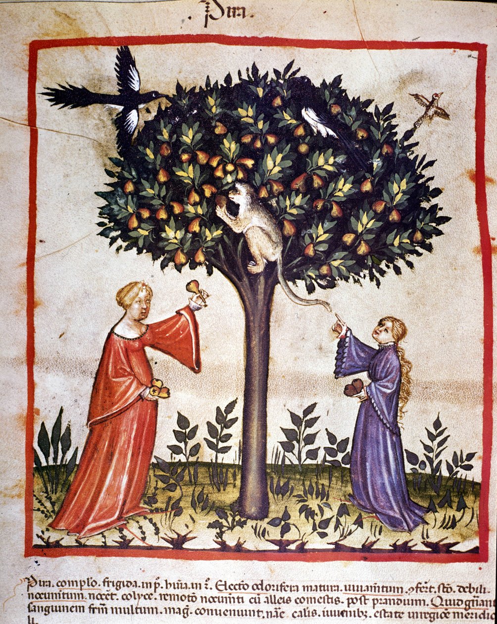 Zbieranie gruszek. Oświetlenie z doju medycyny i dietetyki „”Tacuinum sanitatis”” autorstwa Unknown artist
