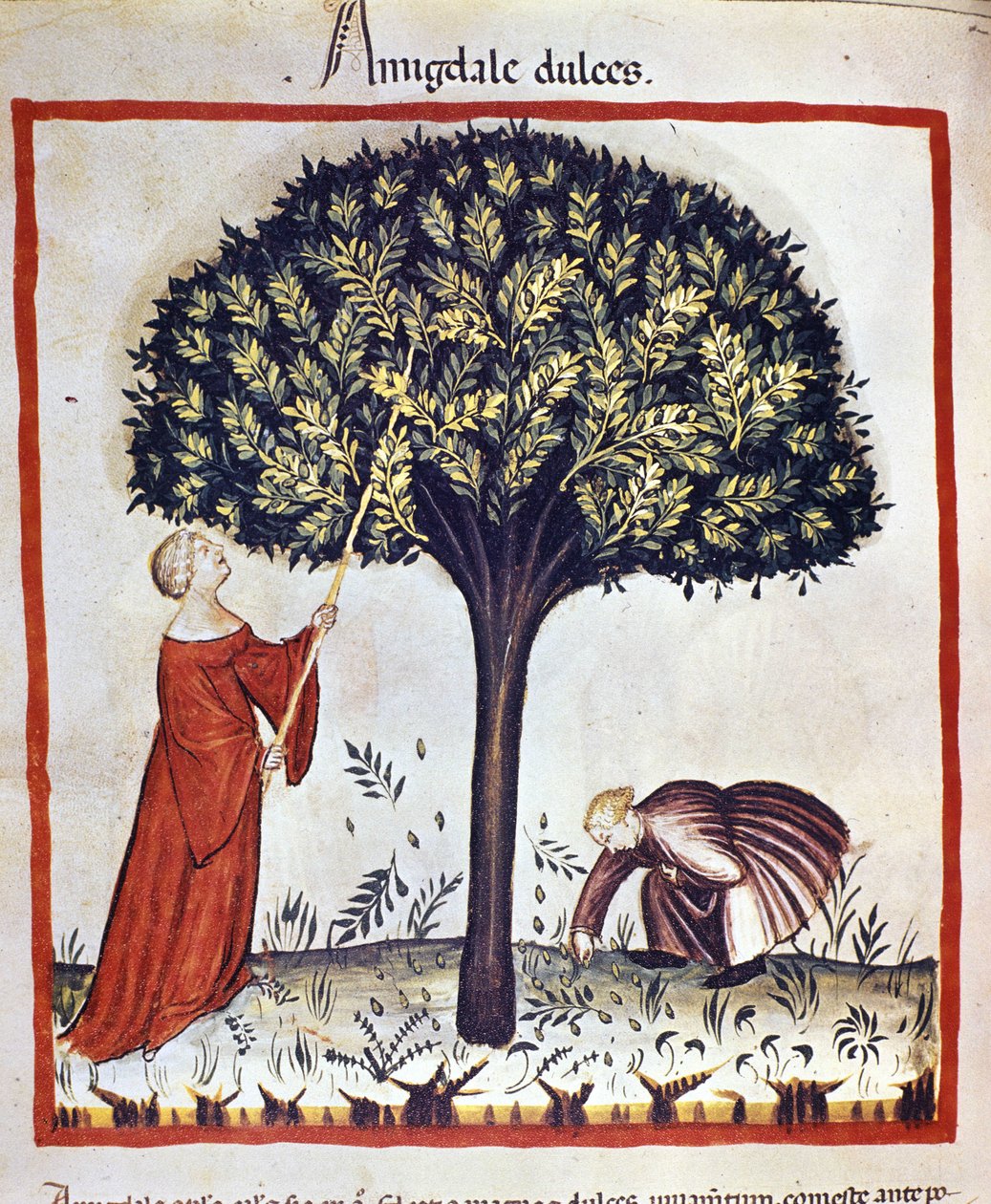 Zbieranie słodkich migdałów. Oświetlenie z doju medycyny i dietetyki „”Tacuinum sanitatis”” autorstwa Unknown artist