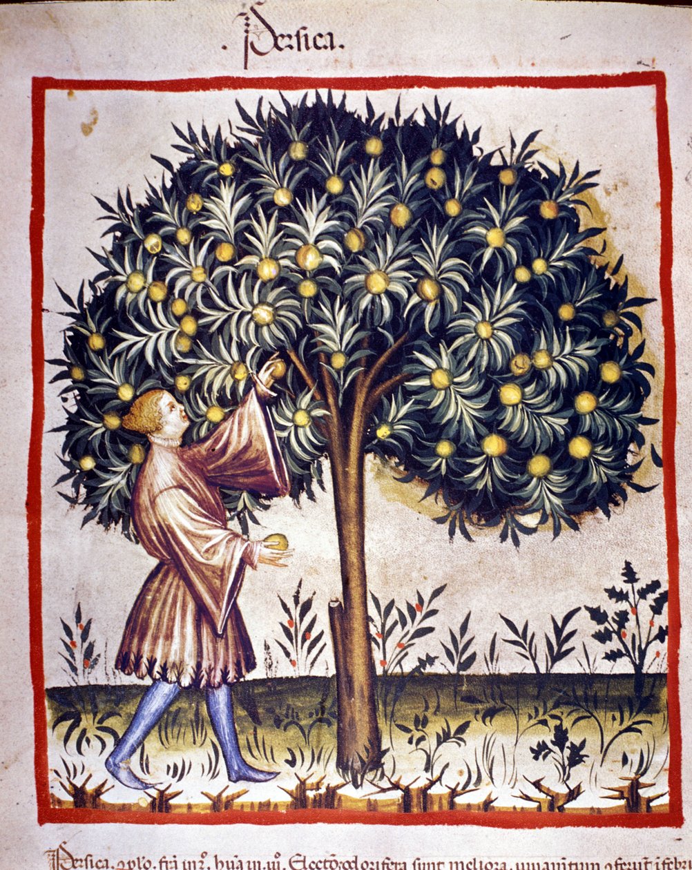 Zbieranie połowów. Oświetlenie z doju medycyny i dietetyki „”Tacuinum sanitatis”” autorstwa Unknown artist