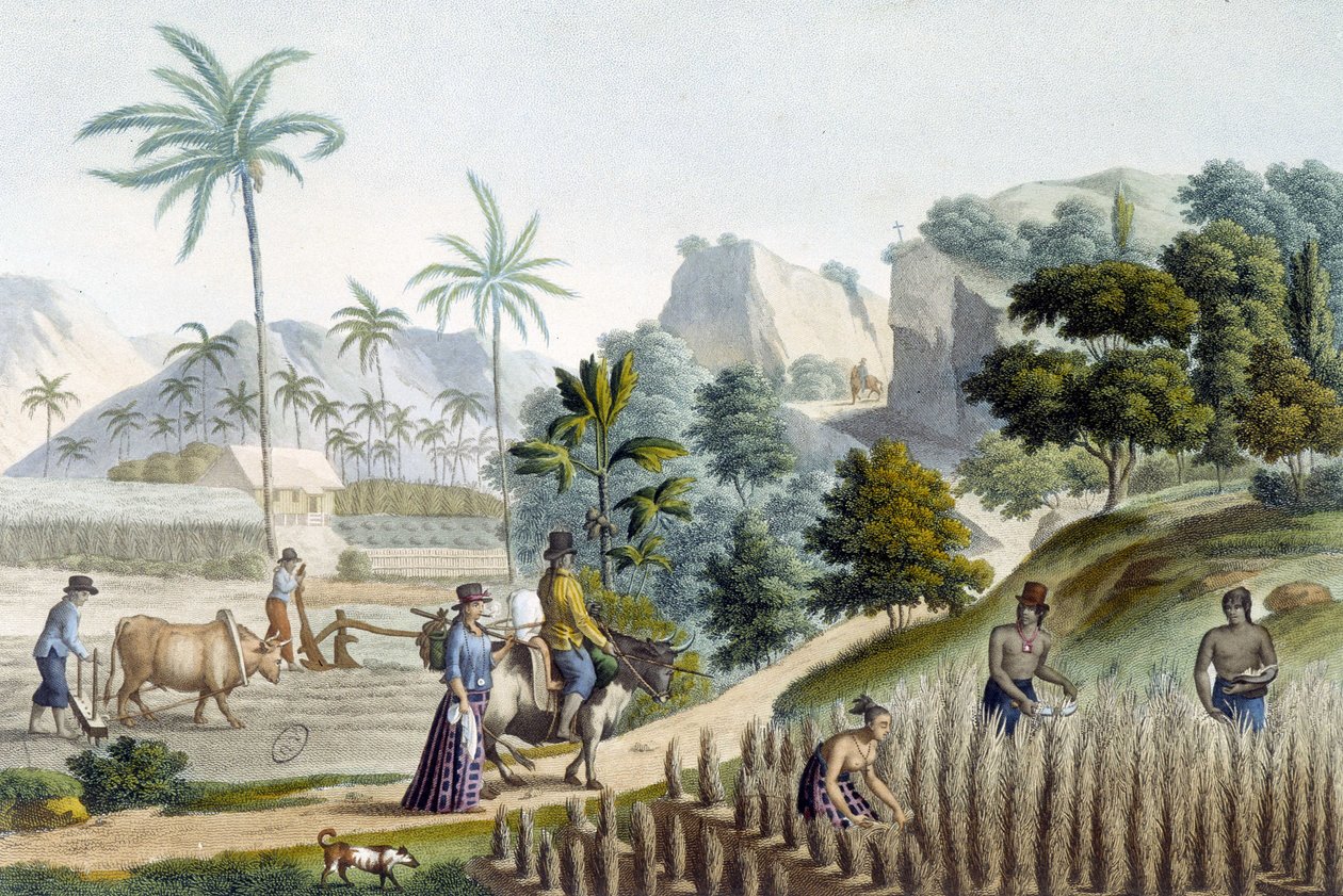 Pilling i sadzenie ryżu na wyspie Guam (Mikronezja) autorstwa Unknown artist