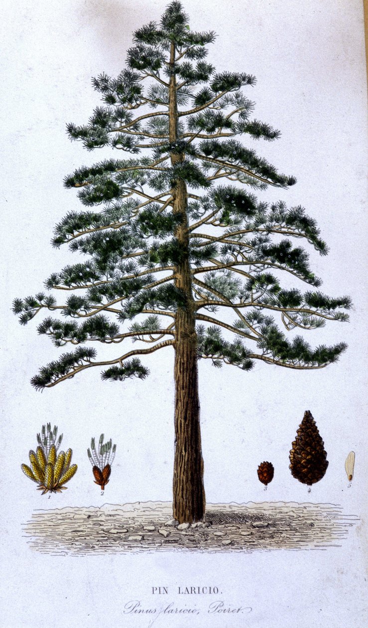 Pin Laricio - tablica botaniczna autorstwa Unknown artist