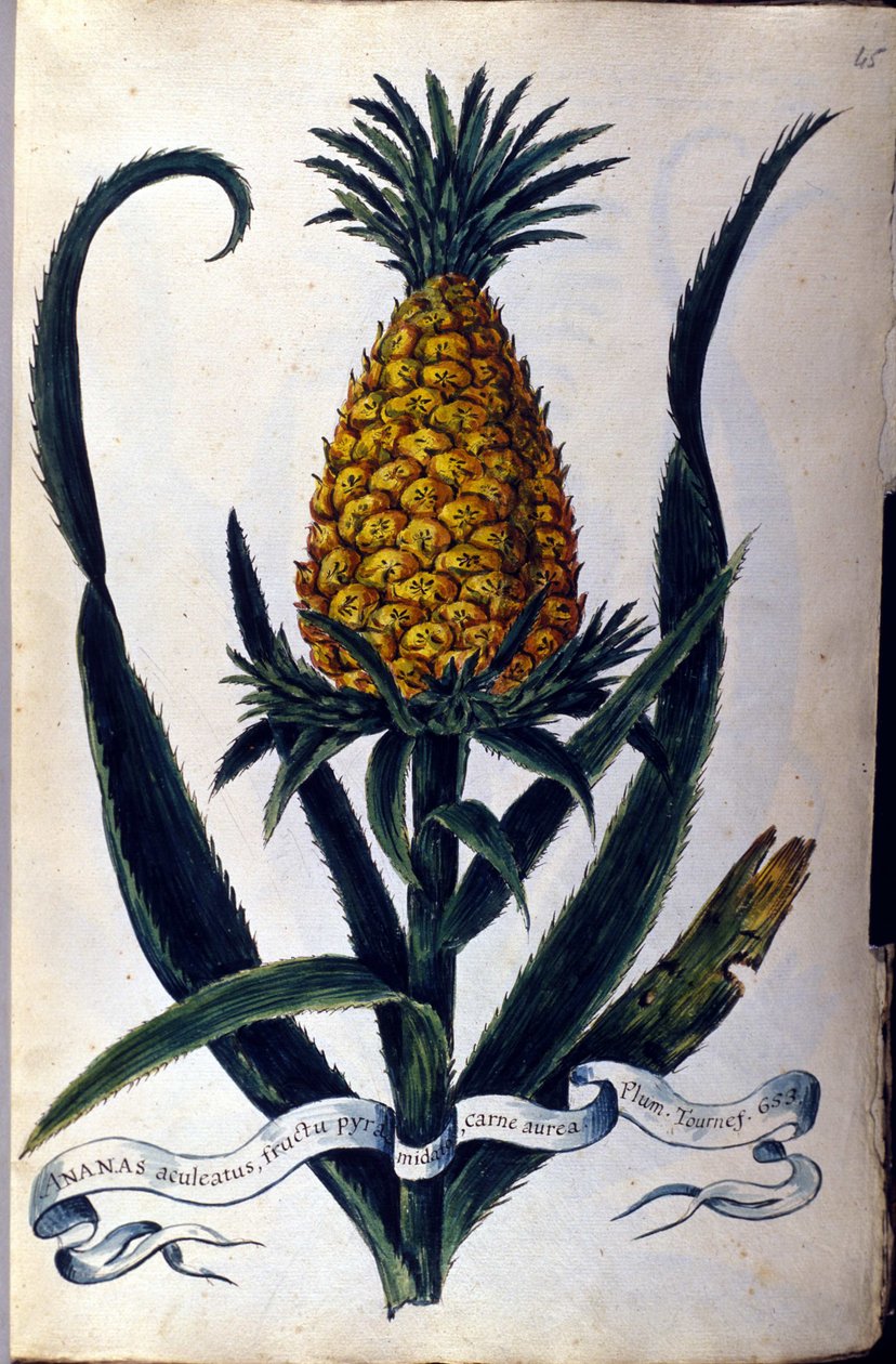 Ananas. XIX-wieczna plansza botaniczna. autorstwa Unknown artist