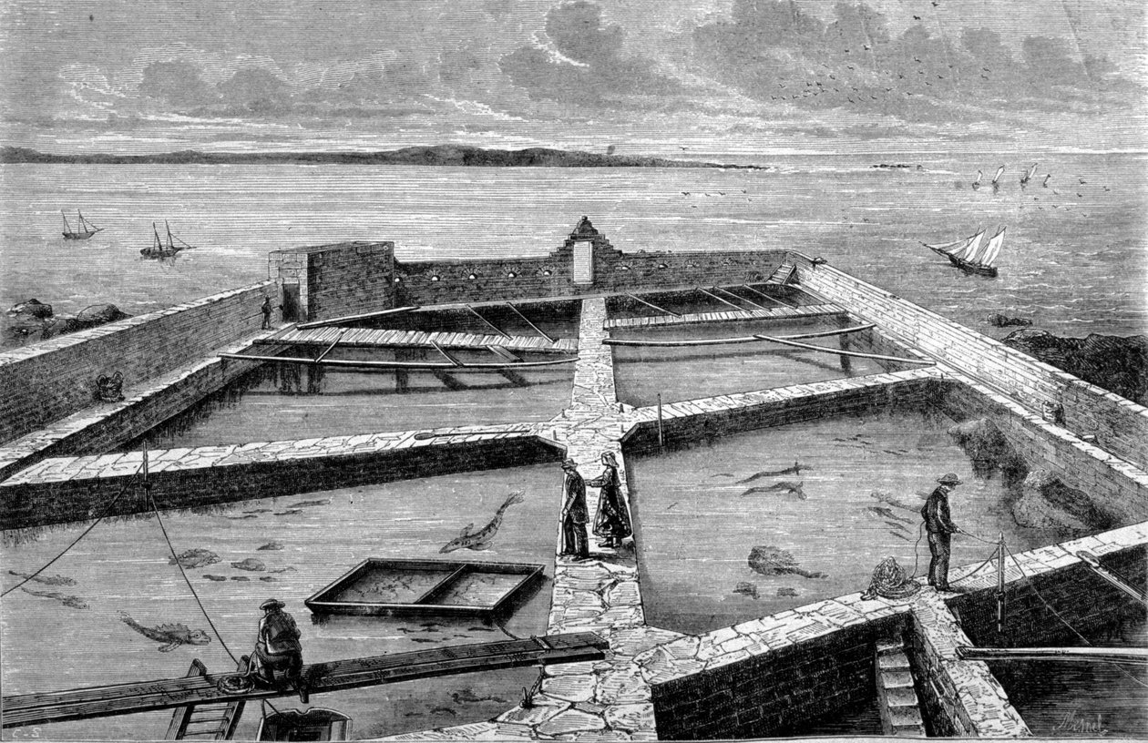 Hodowla ryb w Concarneau. Grawerowanie z 1860 roku. autorstwa Unknown artist
