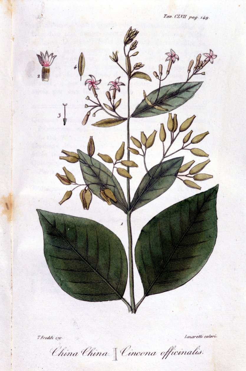 Talerz Quinquina (Cinchona Officinalis). autorstwa Unknown artist