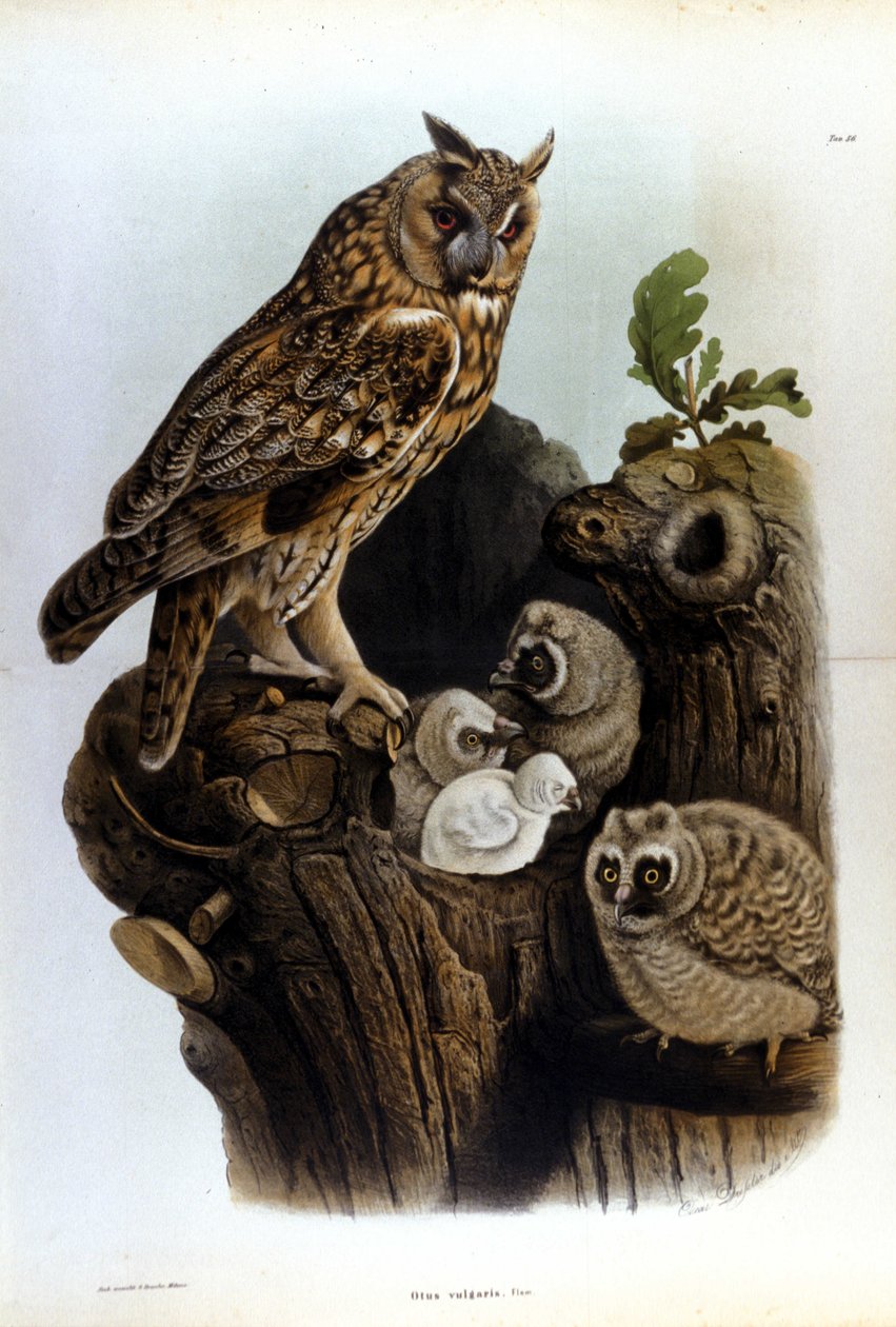 Tabliczka przedstawiająca rodzinę sów w pobliżu gniazda. autorstwa Unknown artist