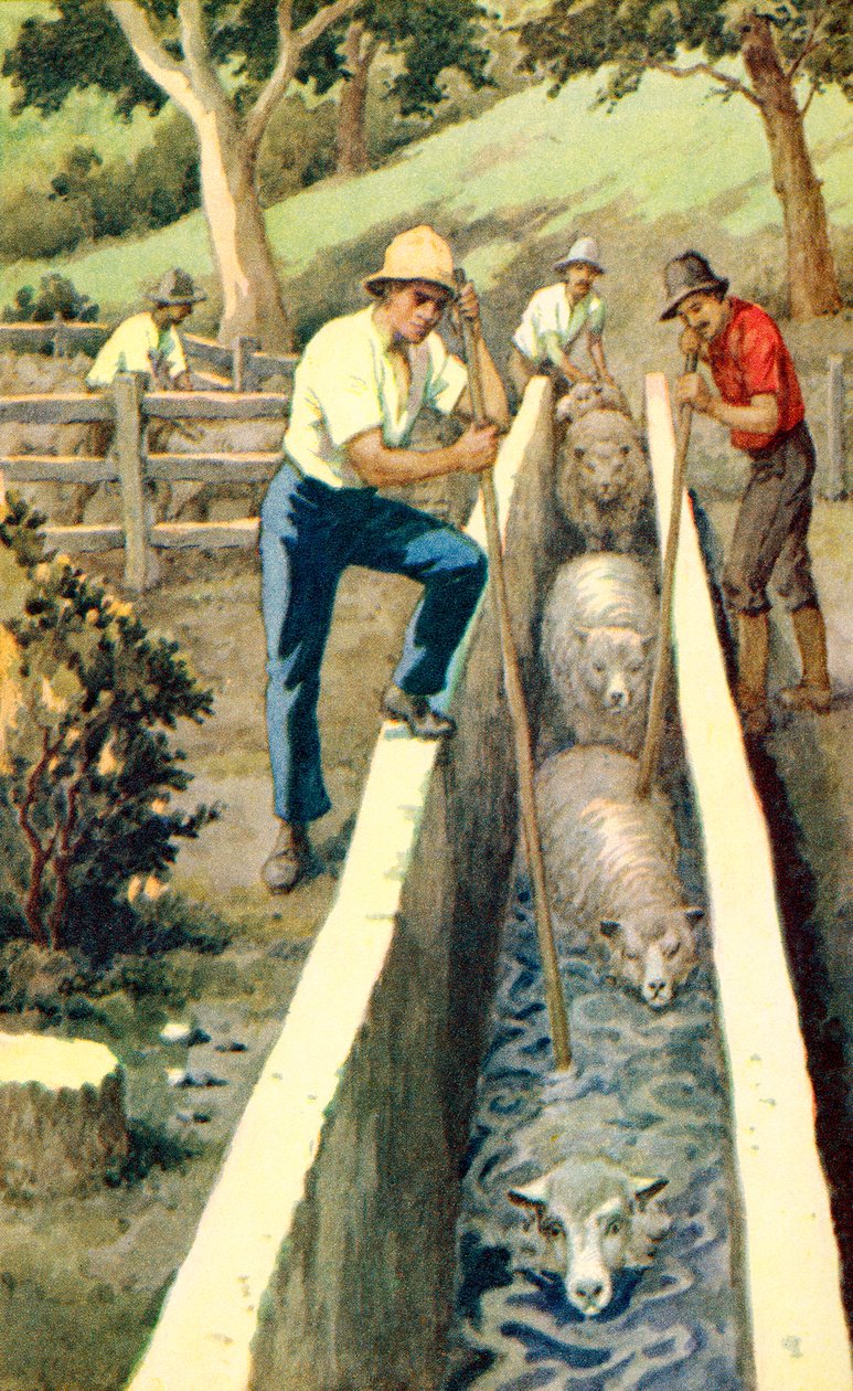 autorstwa Unknown Artist