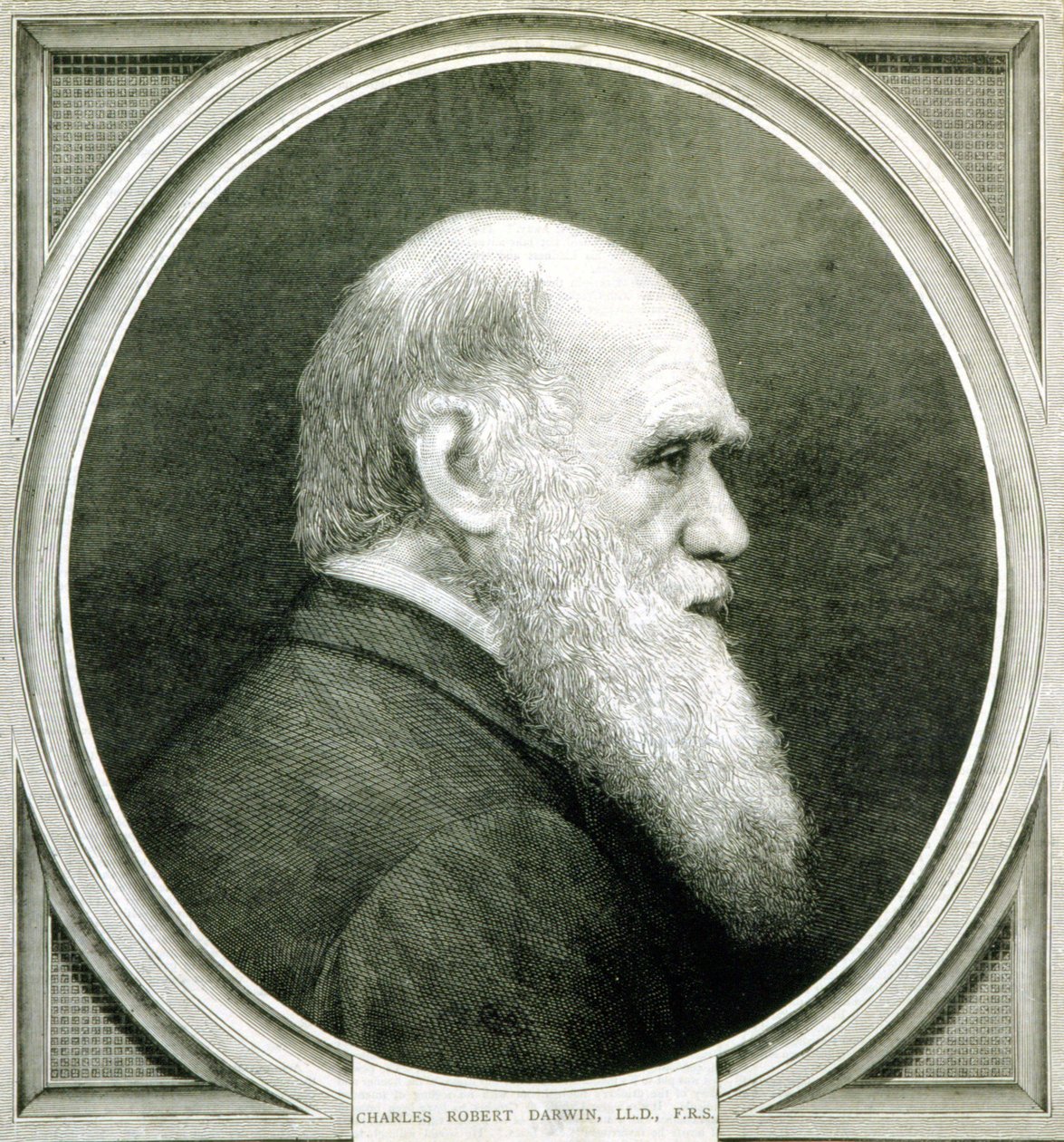 Portret Karola Darwina (1809 - 1882) autorstwa Unknown artist
