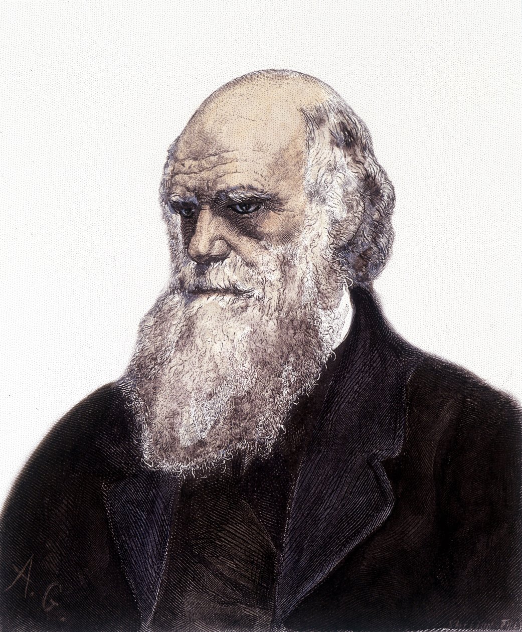 Portret Charlesa Roberta Darwina, brytyjskiego przyrodnika (1809-1882) autorstwa Unknown artist
