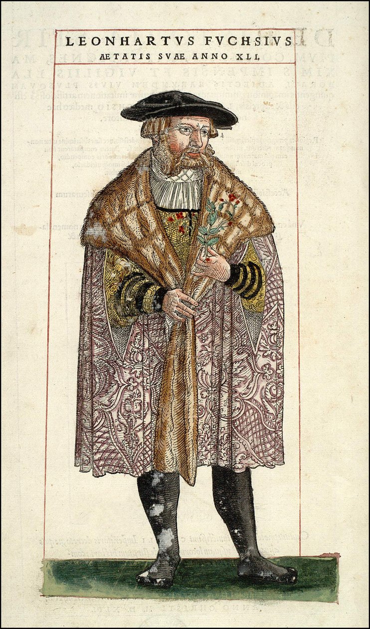 Portret Leonharta Fuchsa: botanik - niemiecki lekarz (1501 - 1566) - w "Historii Stirpium z komentarzami do odznak,..." Leonharta Fuchsa autorstwa Unknown artist