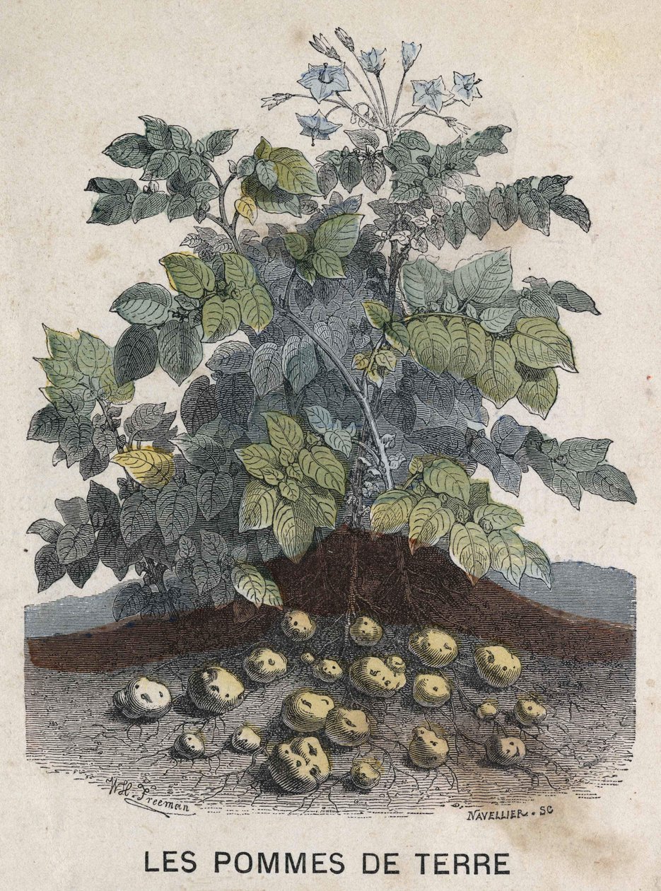 Ziemniaki. Ilustracja z XIX wieku. Kolekcja Bianchetti. autorstwa Unknown artist