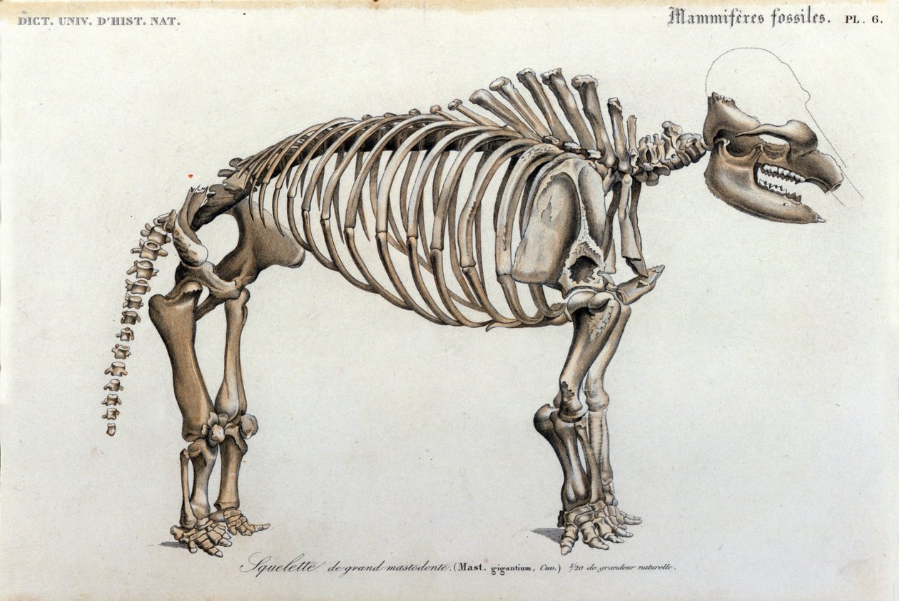 Prehistoria: Szkielet mastodonta, ssaki kopalne (Mas gigantium). Talerz paleontologii z „Dictionnaire universel d