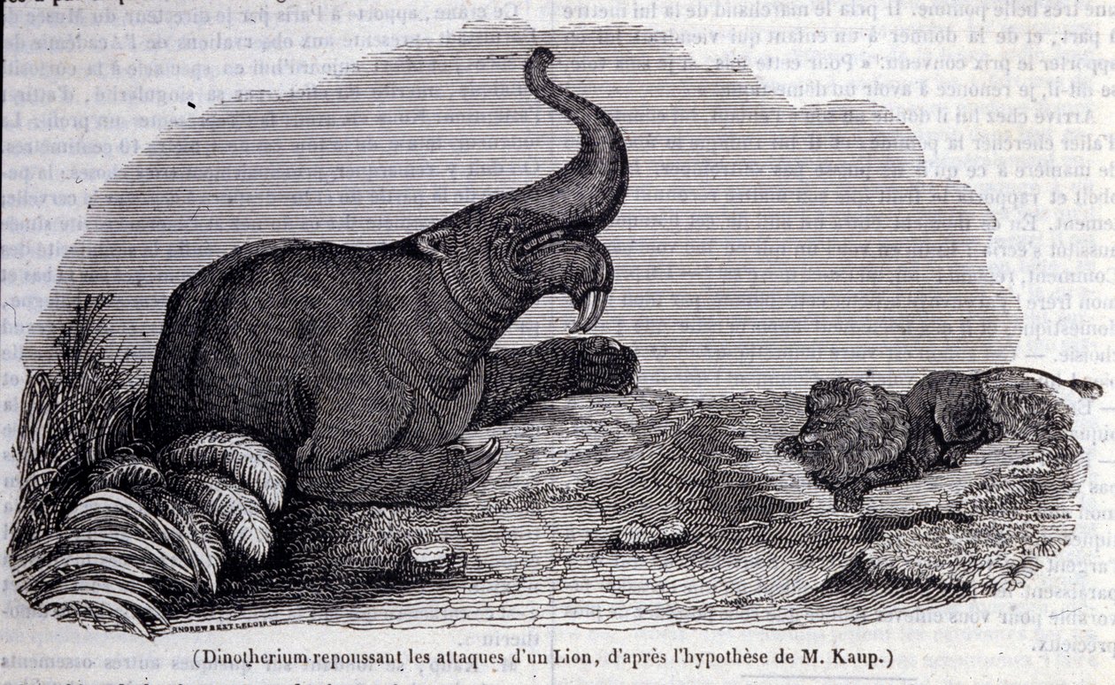 Prehistoria: przedstawienie Dinotherium, typu pachyderm, odpierającego atak lwa. Rycina XIX wieku autorstwa Unknown artist