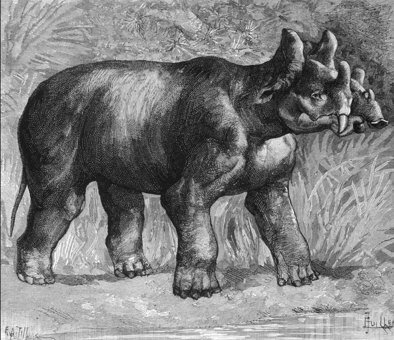 Prehistoria: przedstawienie mirabile dinoceras, słabego gatunku nosorożca. Rycina z końca XIX wieku autorstwa Unknown artist