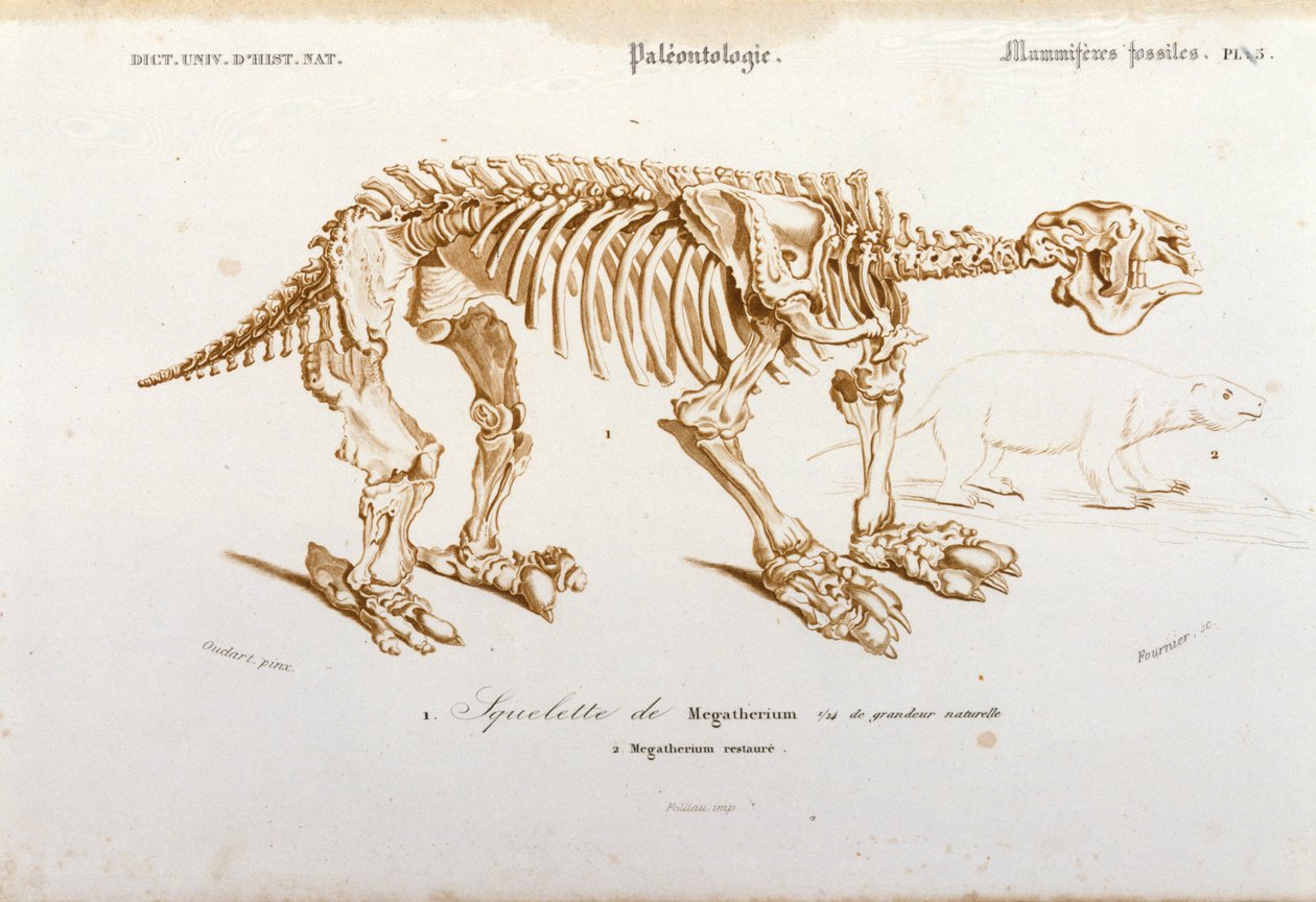 Prehistoria: szkielet megatherium (ziemskiego leniwego z rodziny słoni) ssaka kopalnego. Tablica paleontologii zaczerpnięta z „Dictionnaire universel d