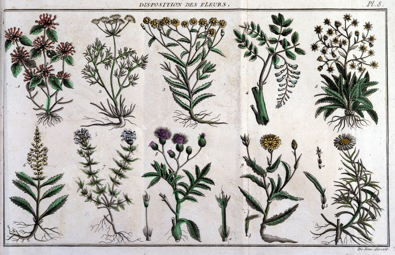 Przepisy dotyczące kwiatów: w „Flora Françoise”, czyli krótki opis wszystkich roślin, które naturalnie rosną we Francji, ułożone według nowej metody analizy, do której dołączamy cytat ich mniej niejednoznacznych cnót w medycynie i ich zastosowania. autorstwa Unknown artist