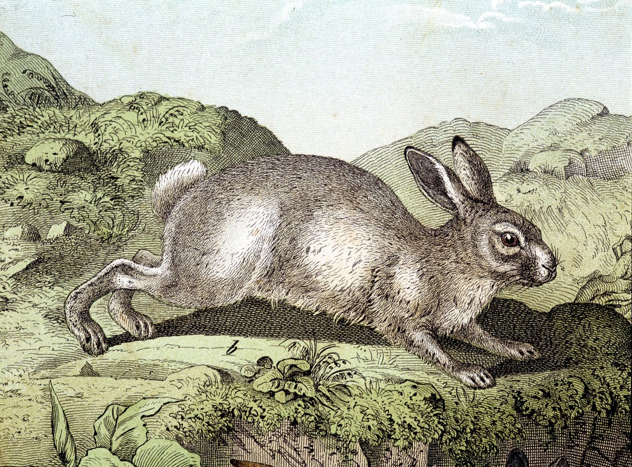 Królik - w „Historii naturalnej ssaków”, wyd. Schreiber autorstwa Unknown artist