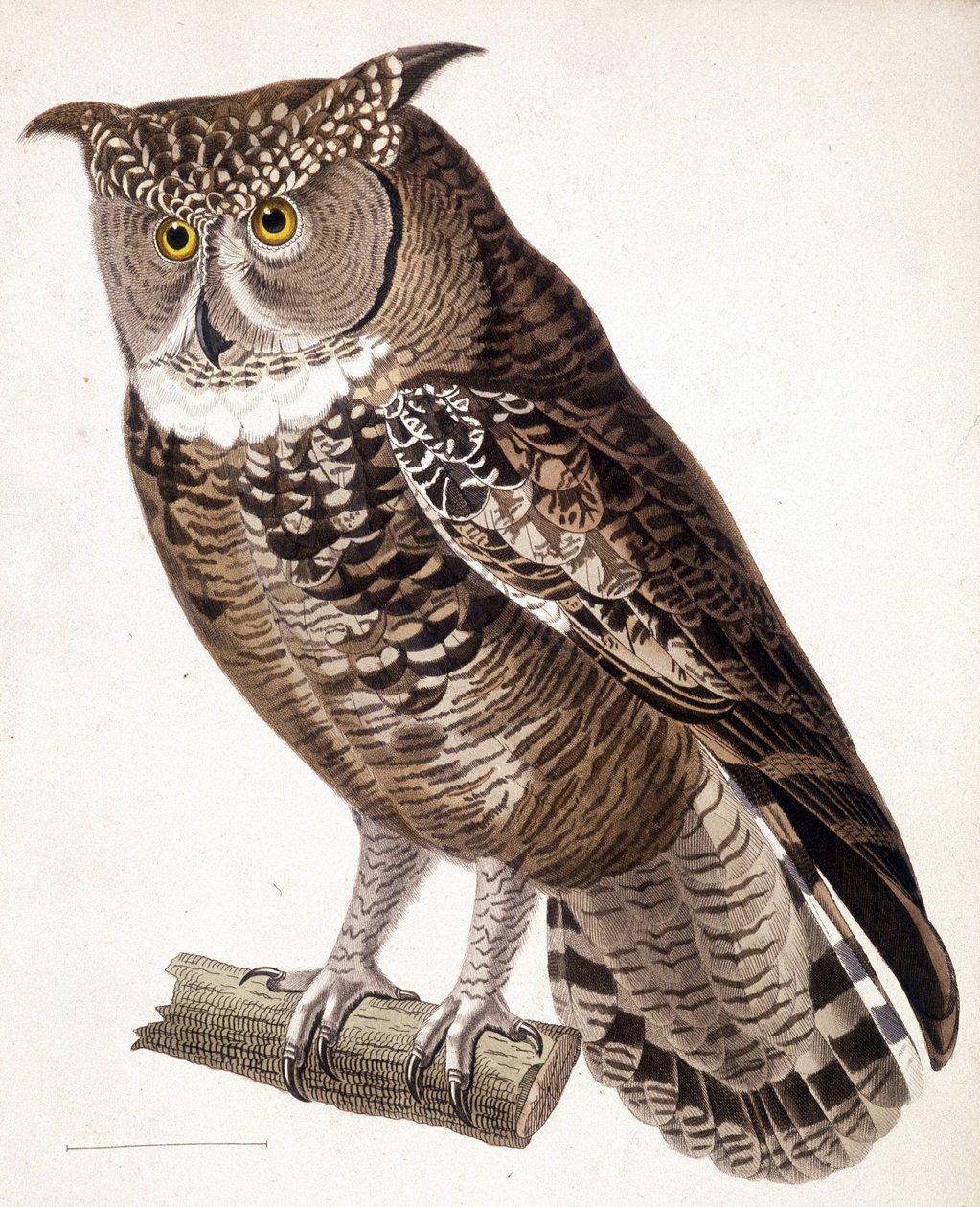 Raptor: sowa afrykańska. Grawerowanie z XIX wieku autorstwa Unknown artist