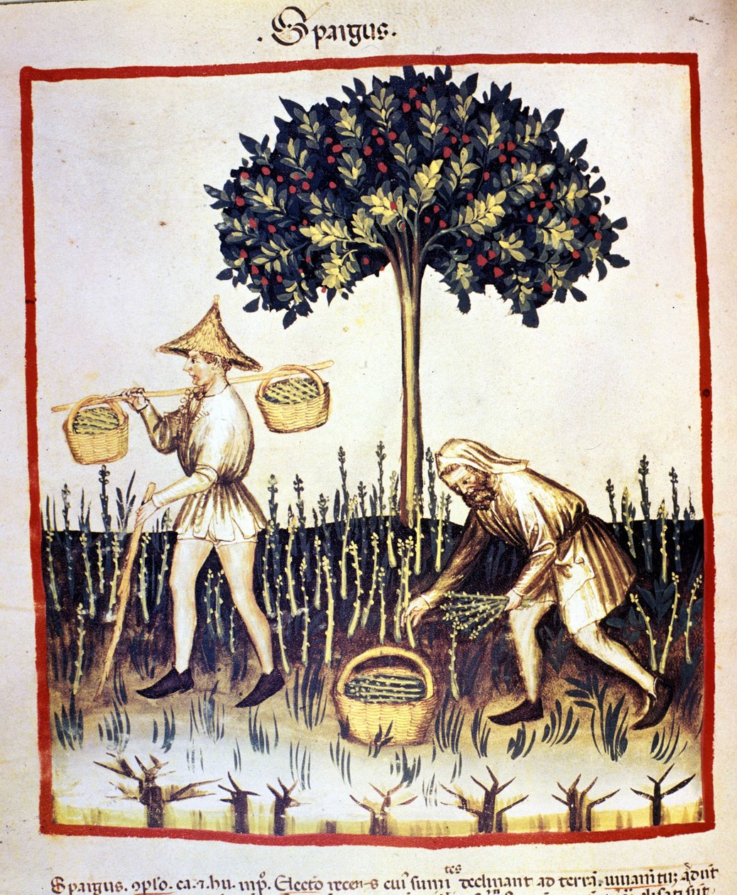 Przypomnij sobie szparagi. Oświetlenie z doju medycyny i dietetyki „”Tacuinum sanitatis”” autorstwa Unknown artist